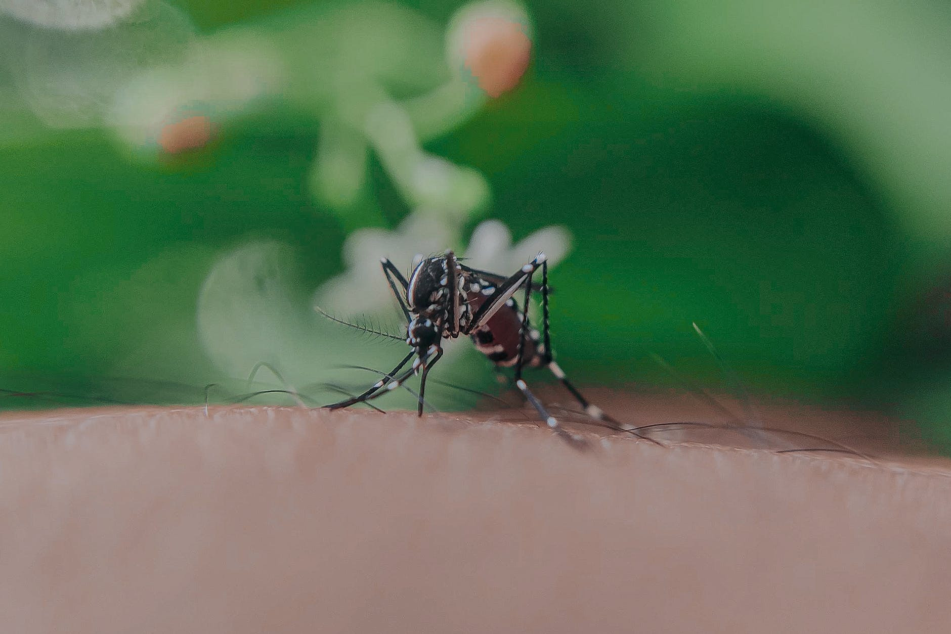 Ensefalitis Dengue